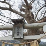 弥彦 住吉神社の御神木【蛸ケヤキ】を見てきました