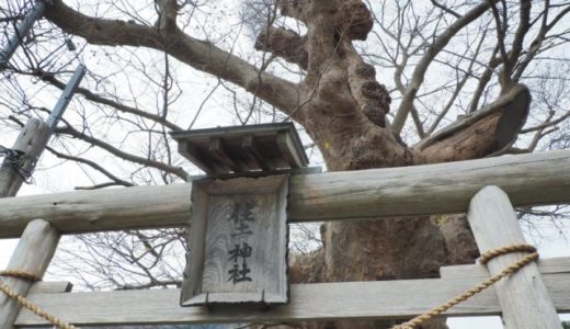 弥彦 住吉神社の御神木【蛸ケヤキ】を見てきました