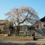 柏崎市「駒繋の桜」を見てきました